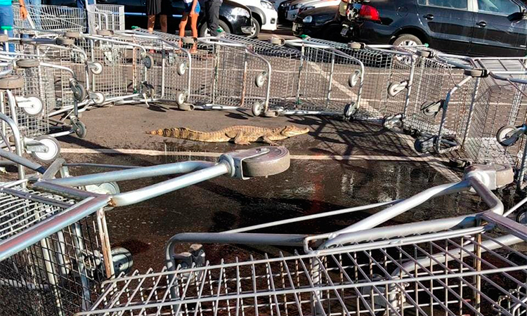 O filhote de jacaré foi contido por uma cerca improvisada com carrinhos de supermercado